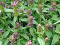 Self - Heal
